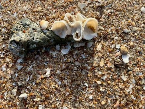 Shellsea on the beach-1 (3) Stock Photos