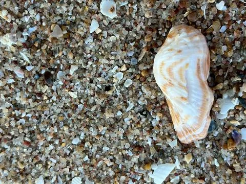 Shellsea on the beach-1 (3) 스톡 사진