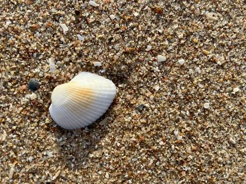 Shellsea on the beach-1 (7) Stock Photos