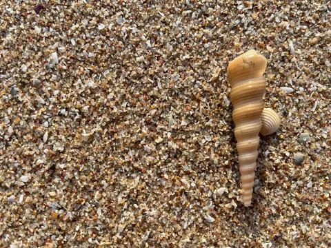 Shellsea on the beach-1 (8) Stock Photos