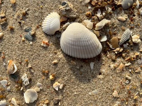 Shellsea on the beach-1 Foto stock