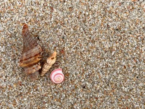 Shellsea on the beach (10) Stock Photos