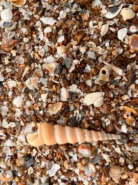 Shellsea on the beach (11) Stock Photos