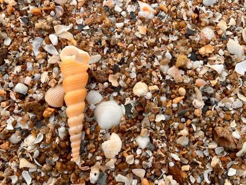 Shellsea on the beach (12) Stock Photos