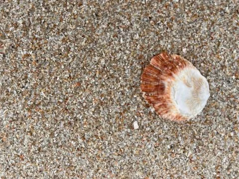 Shellsea on the beach (13) Stock Photos