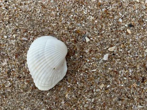 Shellsea on the beach (14) Stock Photos