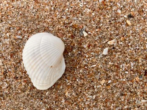 Shellsea on the beach (15) Stock Photos