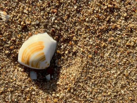 Shellsea on the beach (2) Stock Photos