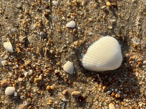 Shellsea on the beach (3) Stock Photos