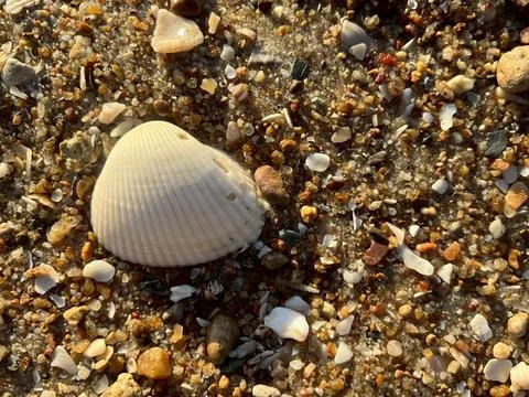 Shellsea on the beach (4) Stock Photos