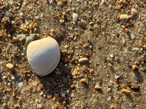 Shellsea on the beach (5) Stock Photos