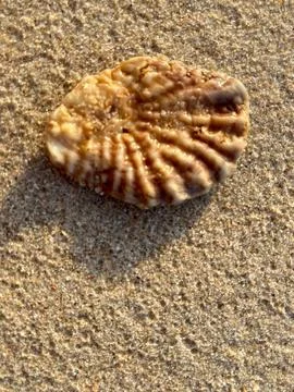 Shellsea on the  beach Stock Photos