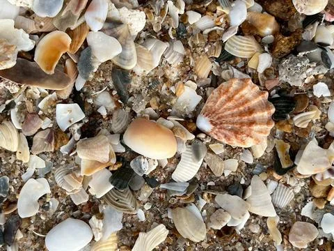 Shellsea on the sand (1) Stock Photos