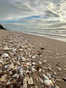 Shellsea on the sand (10) Stock Photos