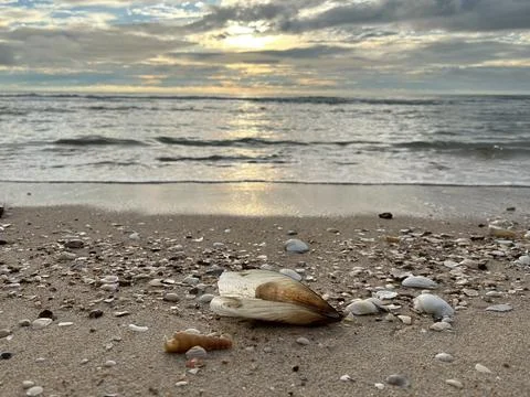 Shellsea on the sand (11) Stock Photos