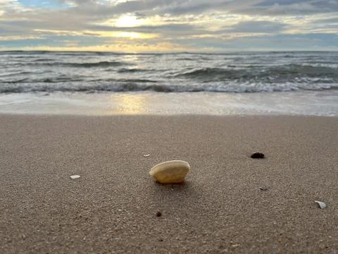 Shellsea on the sand (13) Stock Photos