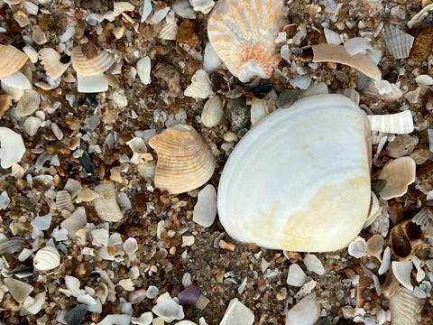 Shellsea on the sand (2) Stock Photos
