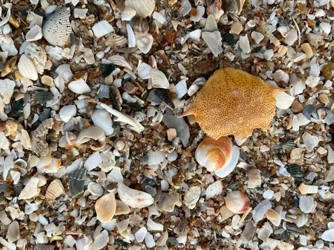 Shellsea on the sand (3) Stock Photos