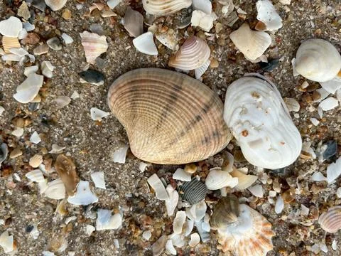 Shellsea on the sand (5) Stock Photos
