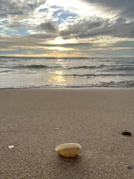 Shellsea on the sand (6) Stock Photos