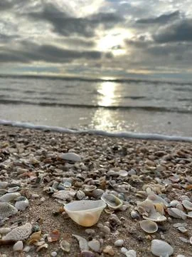 Shellsea on the sand (7) Stock Photos