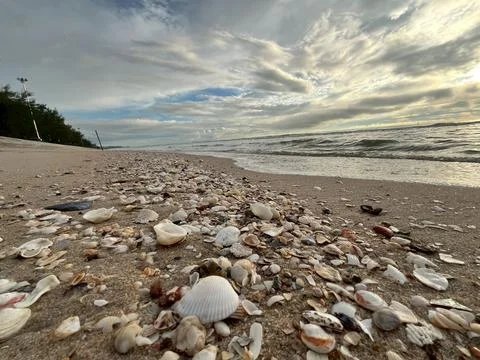 Shellsea on the sand (8) Stock Photos