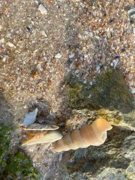 Shellsea on the sand Stock Photos