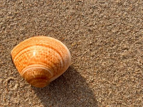 Shellsea on the sand Stock Photos