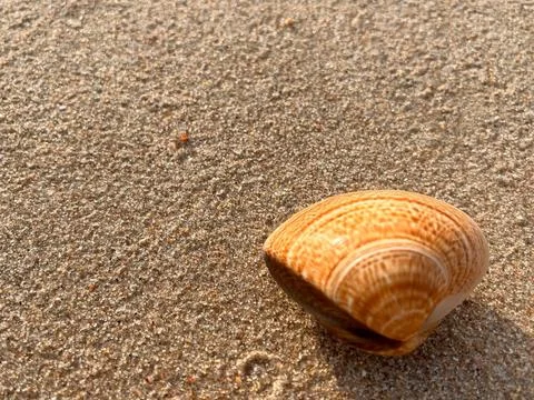 Shellsea on the sand Stock Photos