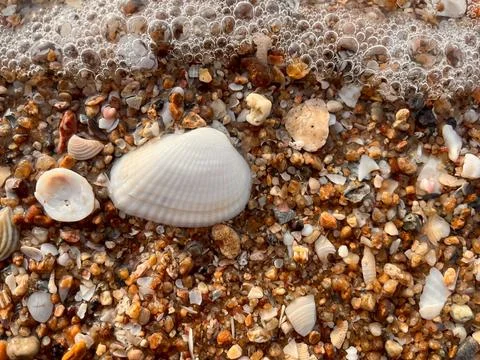Shellsea on the sand Stock Photos