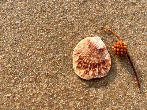 Shellsea on the sand Stock Photos
