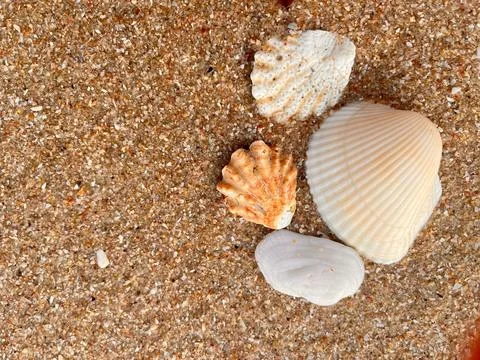 Shellsea on the sand Stock Photos