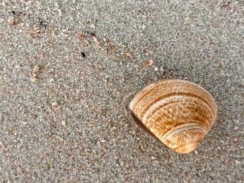 Shellsea on the sand Stock Photos