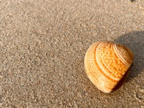Shellsea on the sand Stock Photos