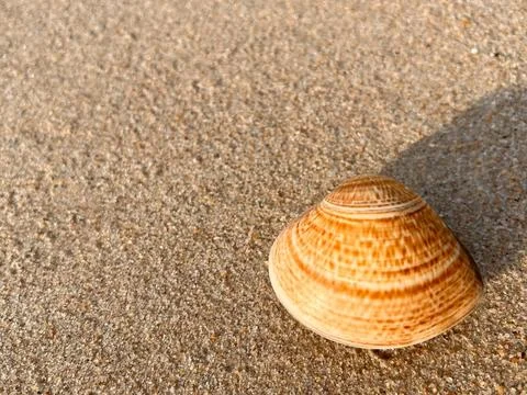 Shellsea on the sand Stock Photos