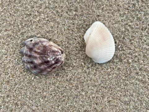 Shellsea on the sand Stock Photos
