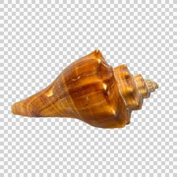 Shellsea on white background-1 Stock Photos