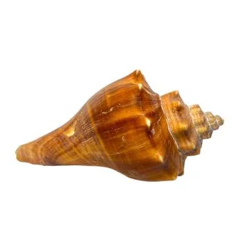 Shellsea on white background-1 Stock Photos