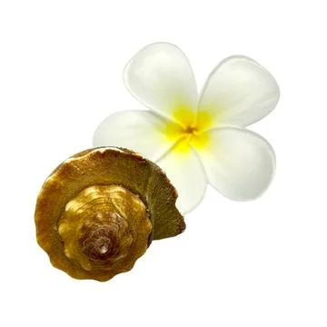 Shellsea on white background-3 Stock Photos