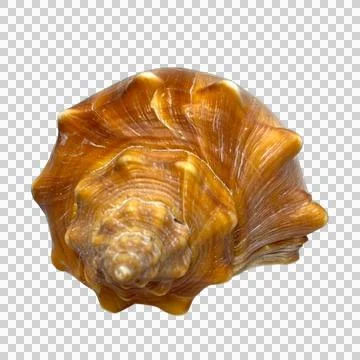 Shellsea on white background-6 Stock Photos