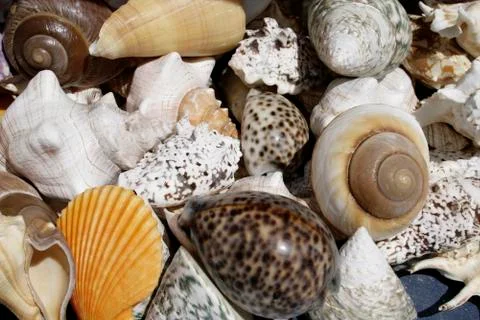 SHELLS.jpg Stock Photos