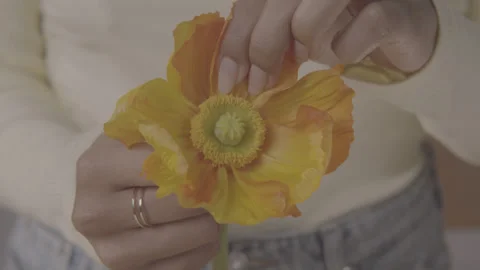 Shelovesmenot3Orange Stock Footage 170765537