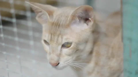 Shelter Cat in Cage Stock Footage 37262869