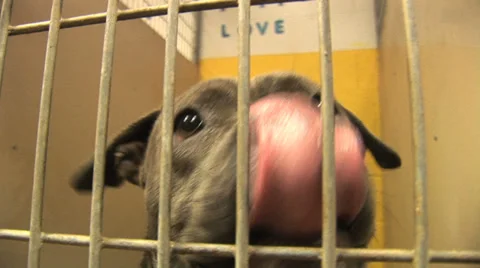 Shelter Dog Licking and wagging tail 7 in series Stock Footage