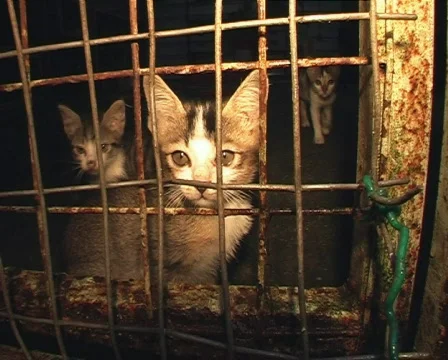 Shelter Kittens Stock Footage 118534
