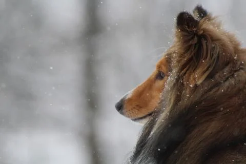 Шелти Foto stock