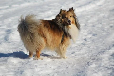 Шелти Foto stock