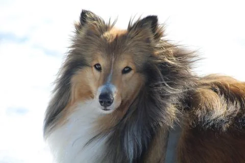 Шелти Foto stock