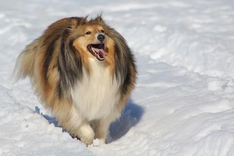 Шелти Foto stock