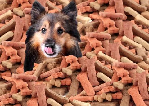 Sheltie and dog biscuits Stockillustratie